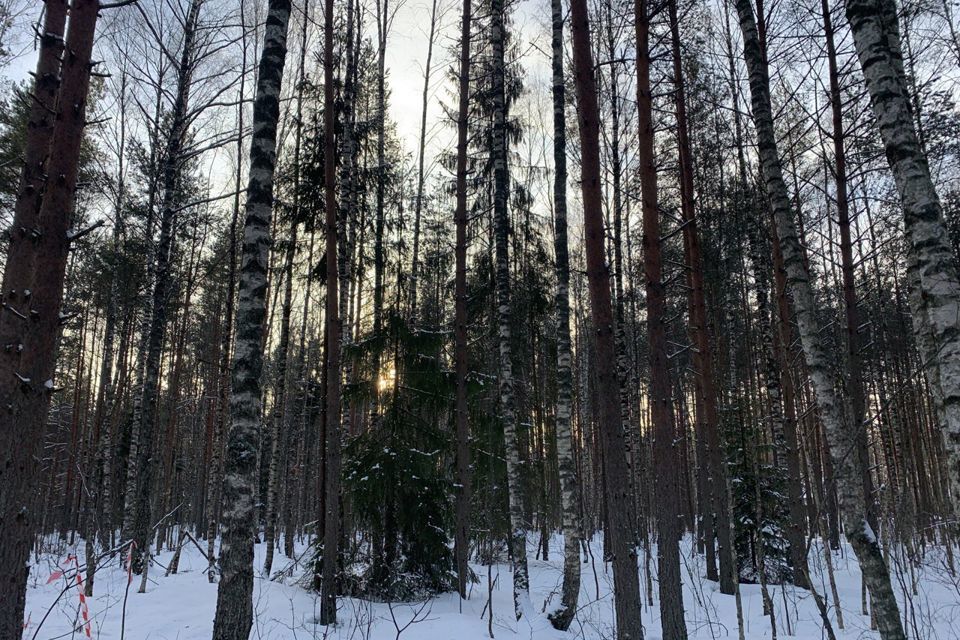 земля р-н Всеволожский фото 3