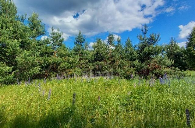 земля р-н Камешковский д Бородино 6, Владимир фото 3