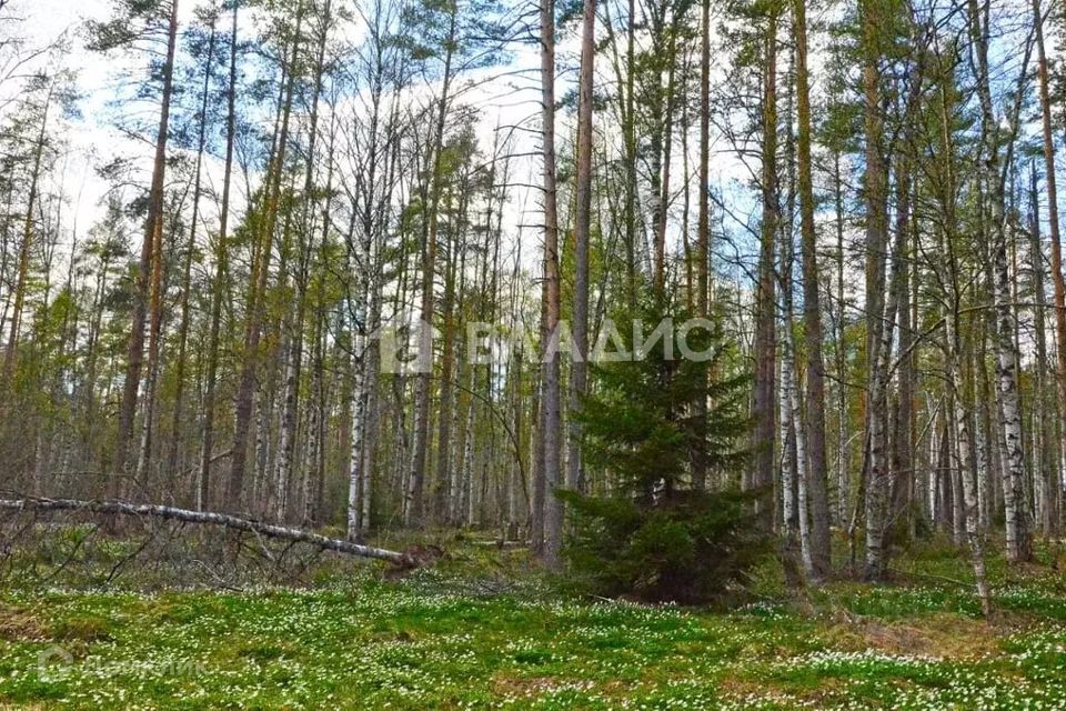 земля р-н Выборгский фото 1