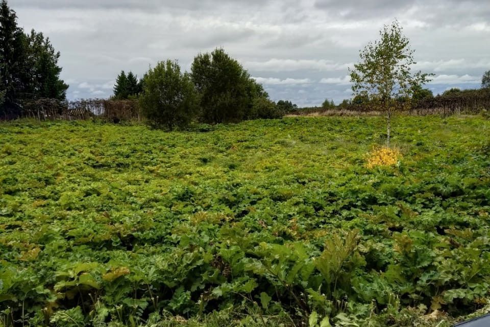 земля р-н Смоленский фото 1