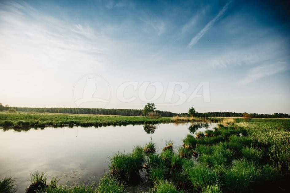 земля р-н Тюменский с Борки ул Советская 14 фото 3