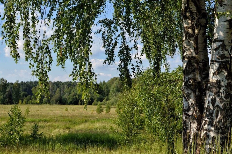 Березка дер. Березовая роща береза повислая. Березовые Рощи Марий Эл. Россия Березка Россия Березка Березка Березка. Русь белоствольная.