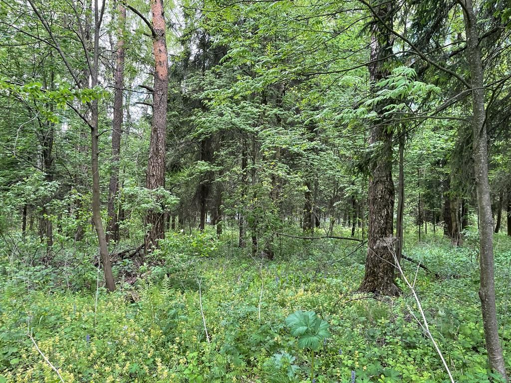 земля городской округ Истра д Аносино фото 4