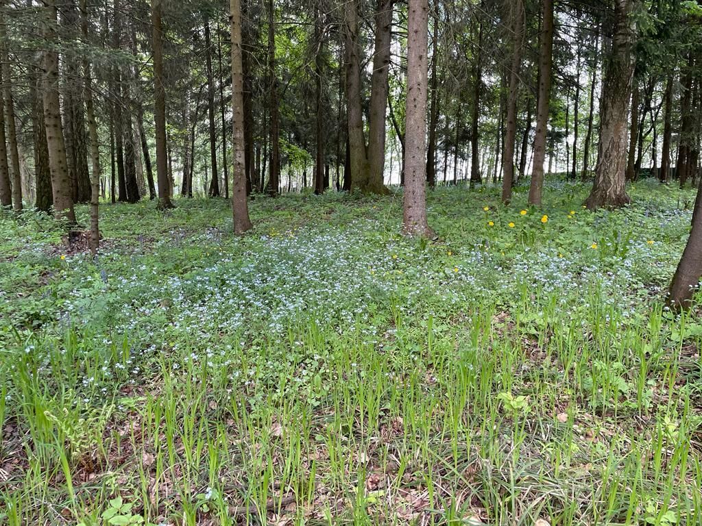 земля городской округ Истра д Аносино фото 6