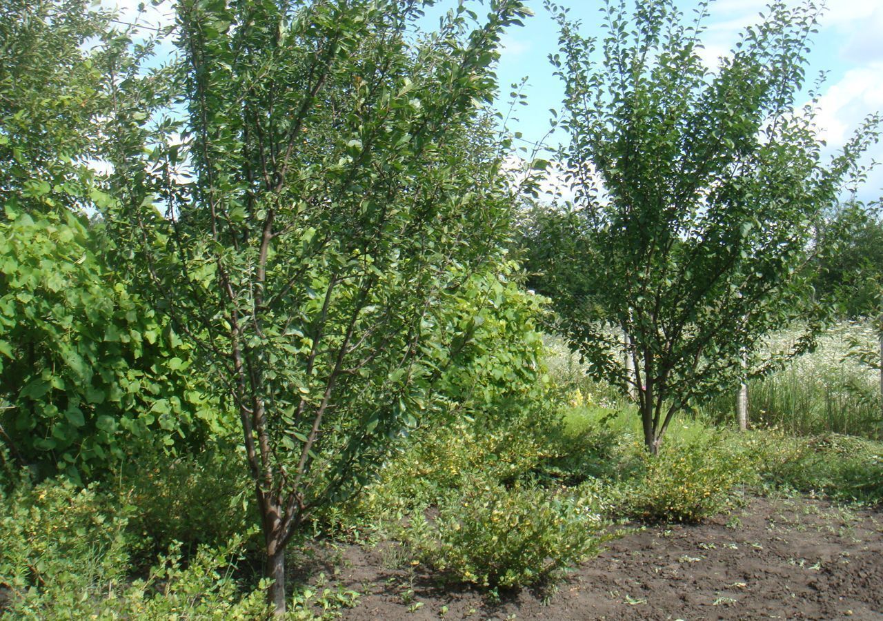 дом р-н Белгородский с Никольское снт Гармония Майский фото 4