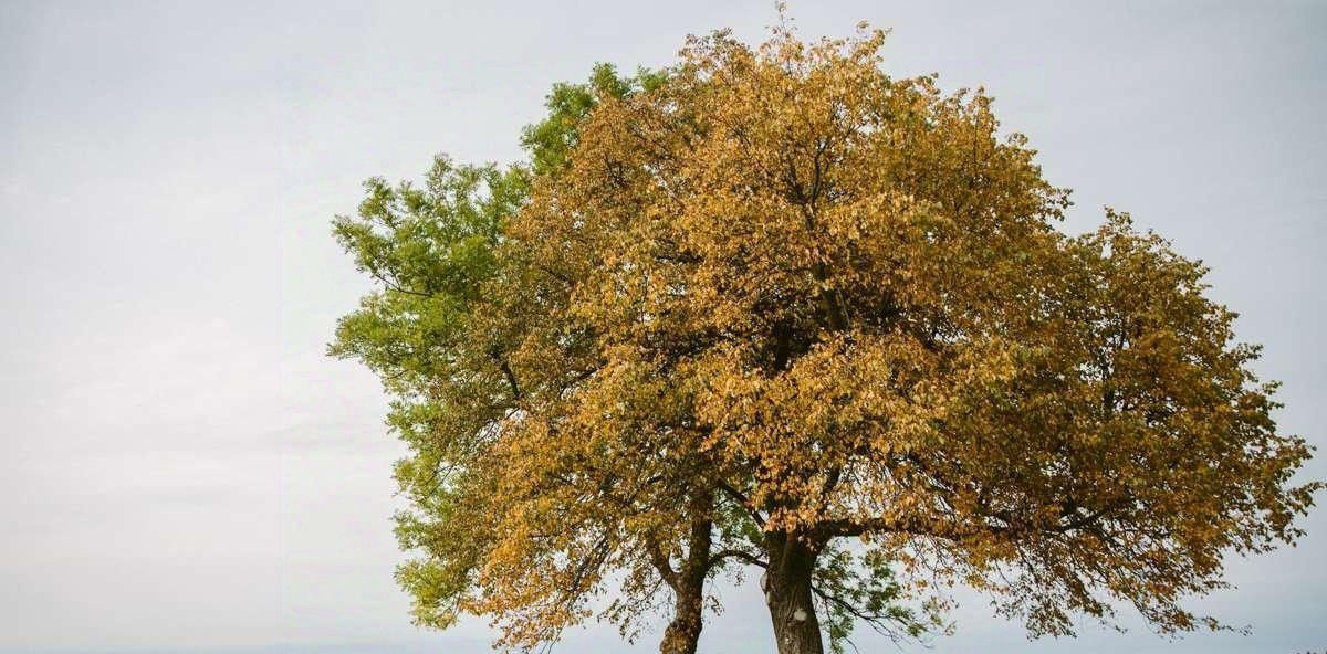 комната р-н Ломоносовский Лопухинское с/пос, Горки Гольф Курорт тер фото 43