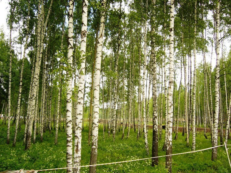 земля городской округ Одинцовский д Бузаево фото 1