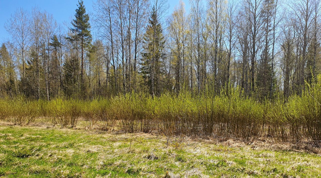 офис р-н Пряжинский д Киндасово Пряжинское городское поселение фото 7