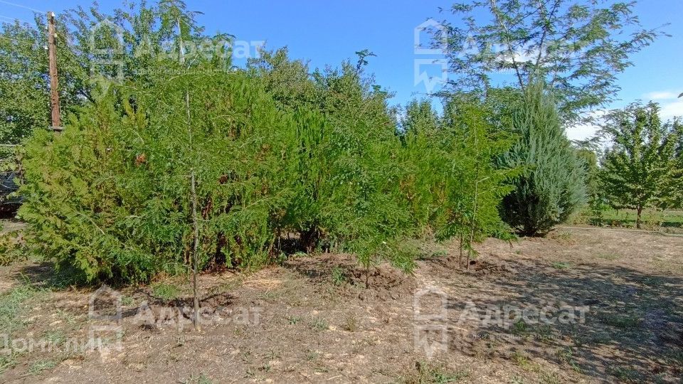 Поселок песчанка волгоград. Taxus sumatrana. Ива шаровидная саженец. Ива белая плакучая саженец. Ива белая саженец.