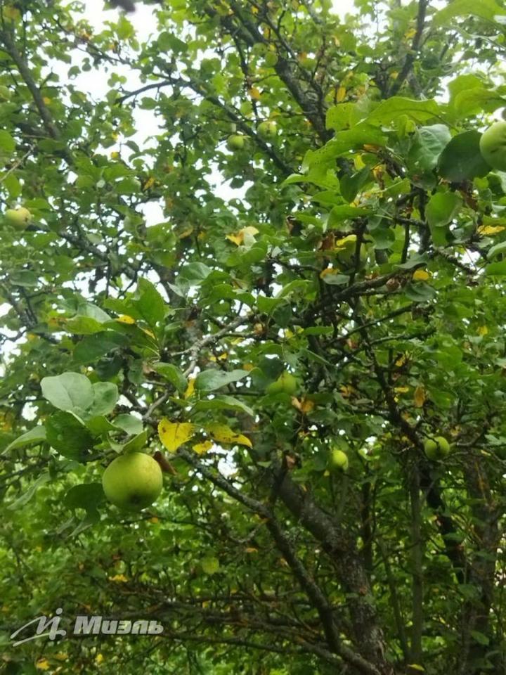 земля городской округ Солнечногорск д Талаево фото 5