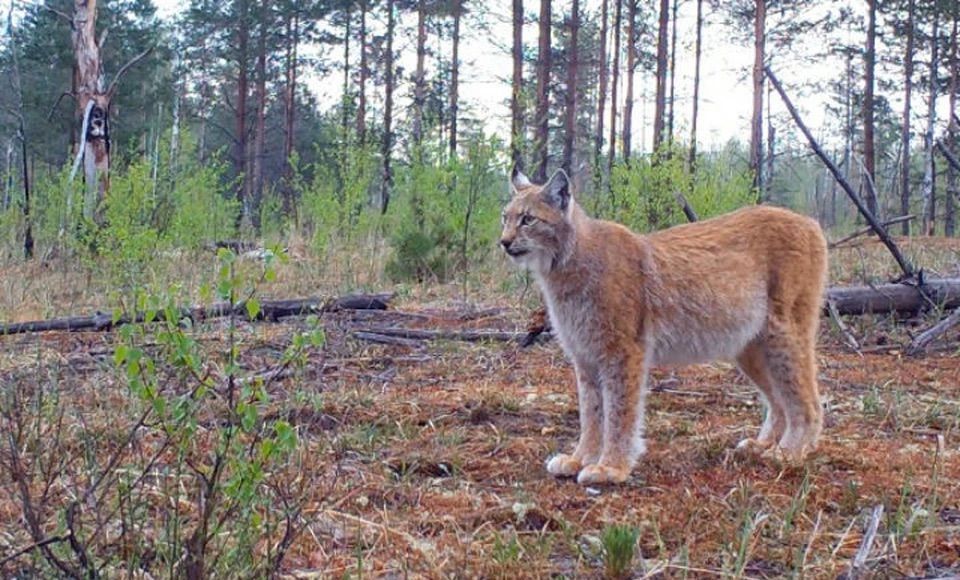 земля г Бор сельский пос. Рустай, Вишёнская ул., 5, Семенов фото 13