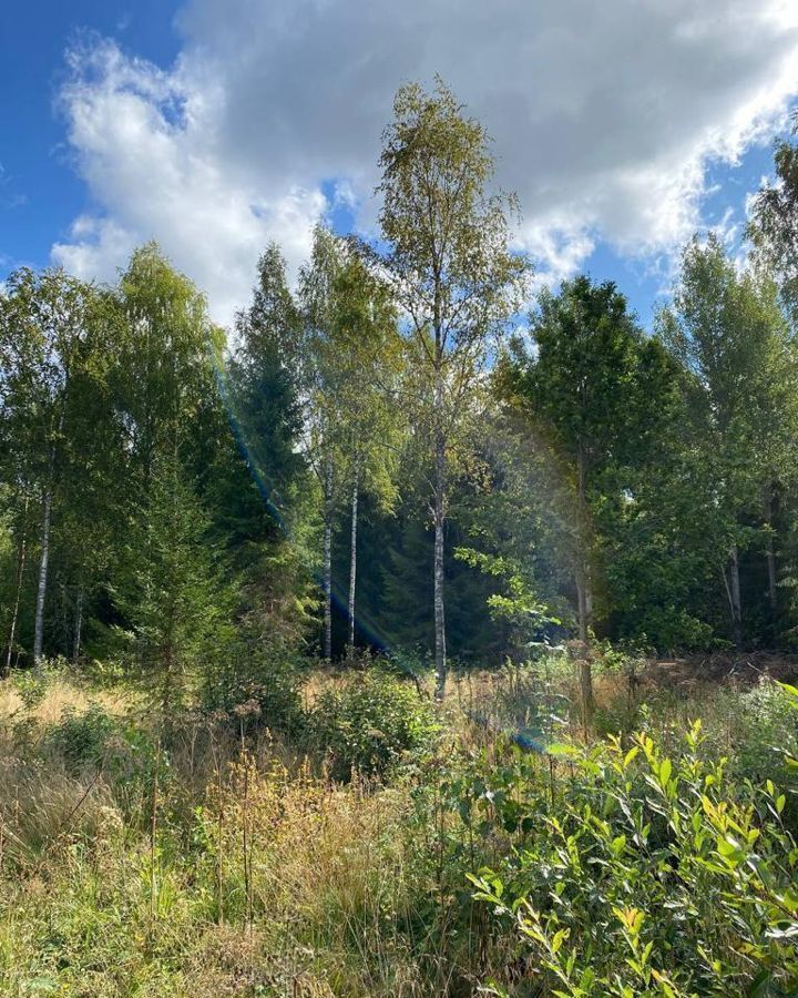 земля р-н Лужский д Заорешье Толмачёвское городское поселение, Толмачево фото 2