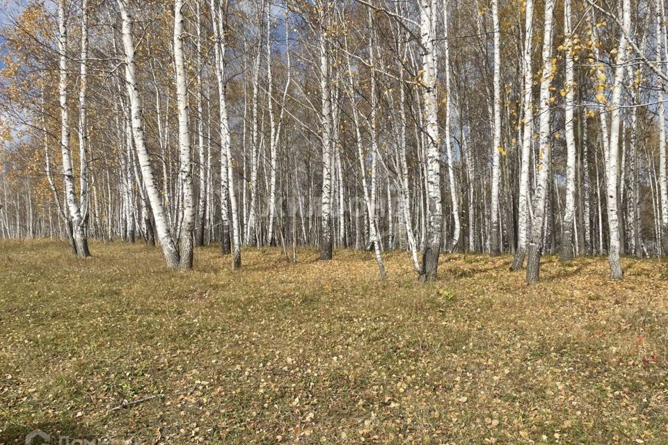 земля р-н Новосибирский с Раздольное ул Приозерная фото 9