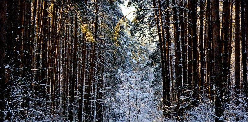 комната р-н Борисоглебский рп Борисоглебский ул Первомайская 2 фото 37