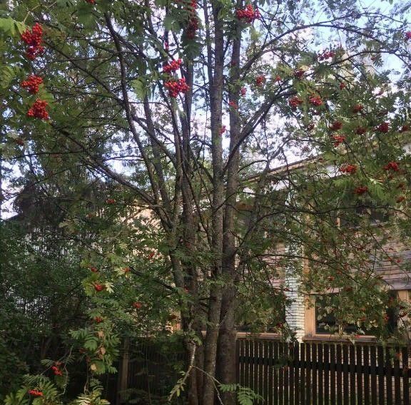 комната городской округ Одинцовский г Звенигород пос. Дома отдыха Связист фото 13