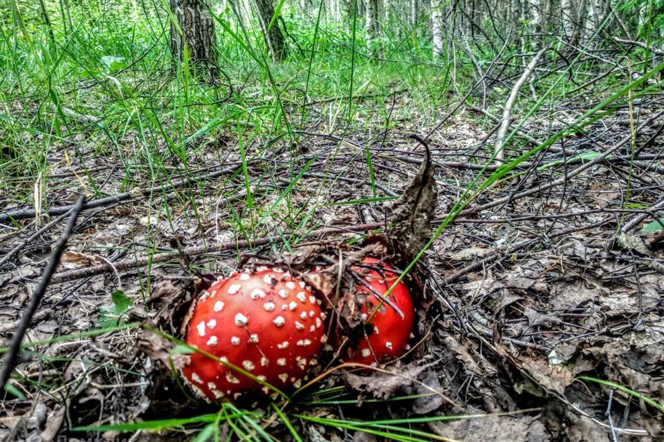 земля р-н Всеволожский Куйвозовское сельское поселение фото 4