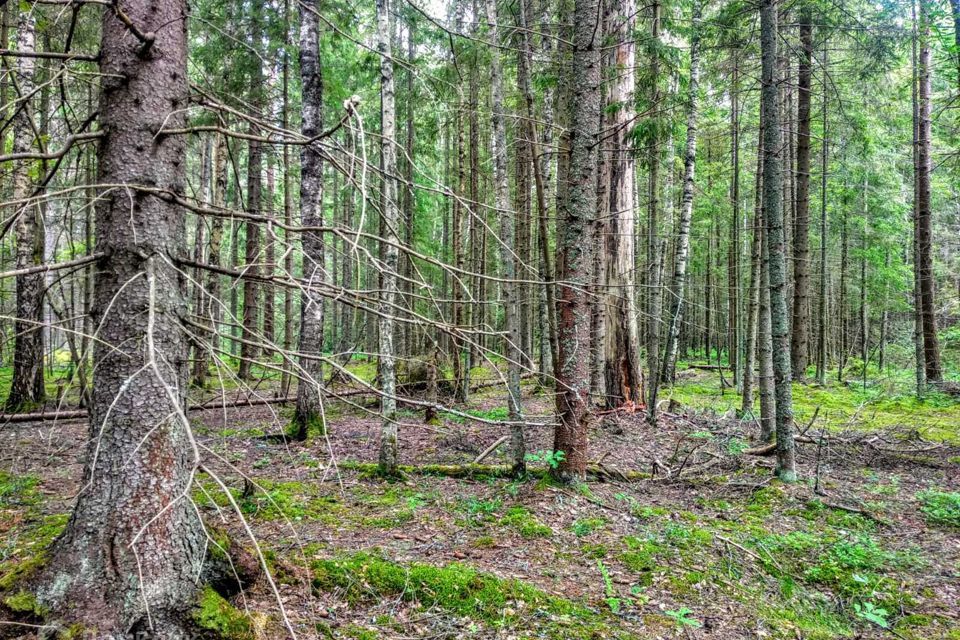 земля р-н Всеволожский Куйвозовское сельское поселение фото 5