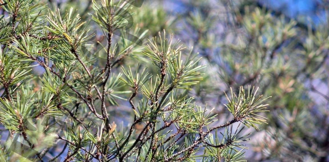 земля р-н Белгородский с Нижний Ольшанец городское поселение, Поселок Разумное фото 1