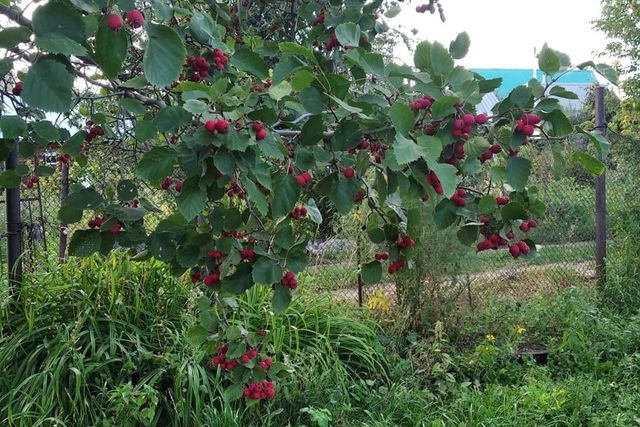 муниципальное образование Барнаул, СТ Алтайские Зори фото