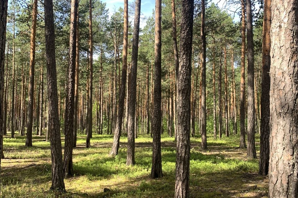 земля г Сургут городской округ Сургут, потребительский садоводческий кооператив № 71 Зелёное фото 10