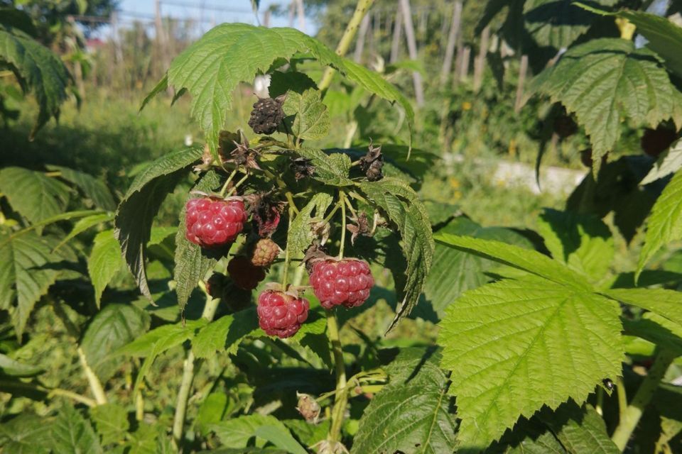 земля г Благовещенск СТ Зея, городской округ Благовещенск фото 1