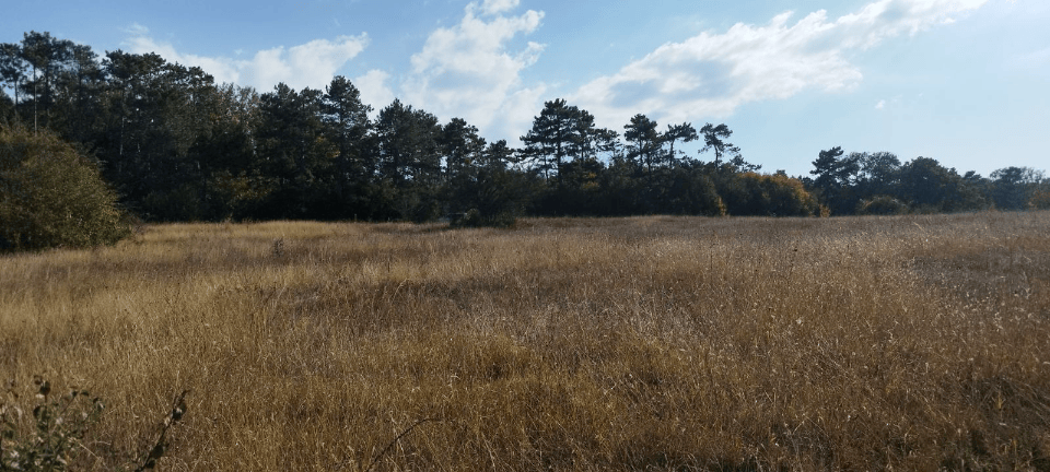 земля р-н Симферопольский село Левадки, территория спк Вымпел 1 фото 4