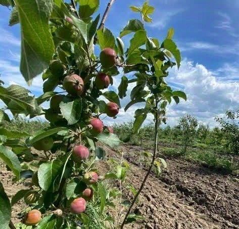 земля р-н Шовгеновский аул Хакуринохабль ул Шовгенова аул фото 2