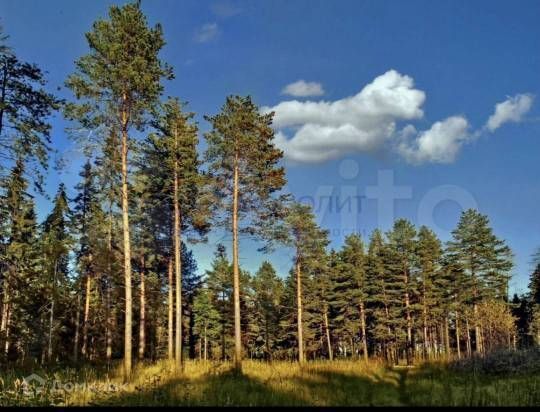 земля городской округ Нижний Новгород, курортный посёлок Зелёный Город, дачное некоммерческое партнёрство Зелёный Городок фото 8